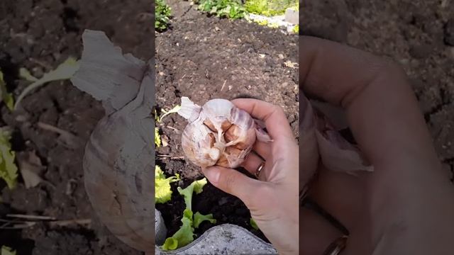 Когда Сажать Чеснок. Чеснок Осенью. Совместные Посадки.