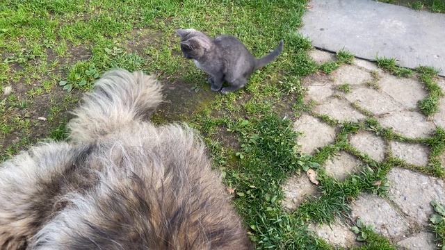 Котёнок