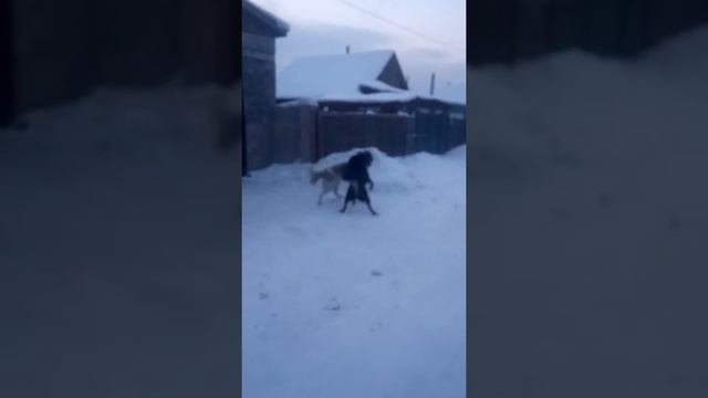 Хотошо