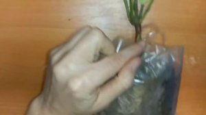 Зимняя прививка роз. Результат моей прививки сорта розы Минерва.