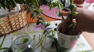 ХОЙЯ, размножение, как просто укоренить черенок
