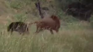 Лев против медведя гризли lion vs bear