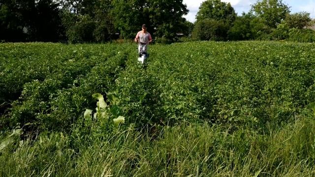 Второе-третье окучивание картофеля, каковы его особенности? смотреть онлайн