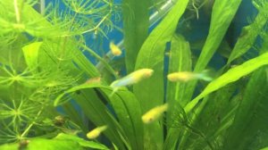 Гуппи Эндлера голубое золото