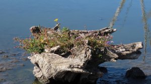 Коряги расцвели. Зимородок прилетел. Рыжая и серая цапля, камышница, турухтаны, чирок