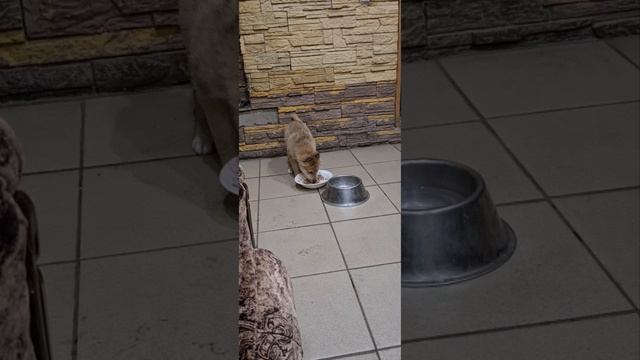Западно-сибирская Кутя.mp4