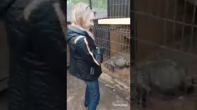 маленькие еноты