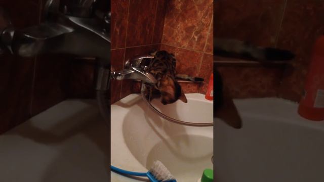 Бенгальская кошка в ванной