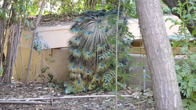 Павлин в ЛА Зоопарке смотреть онлайн