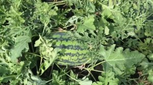 Итоги арбузного сезона 2021