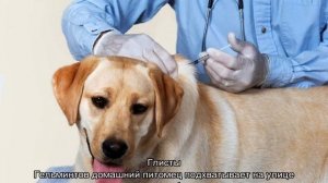 Сухой нос у собаки и теплый: причины и что это значит