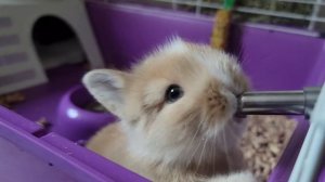 Маленький Крольчонок  мило пьёт водичку.