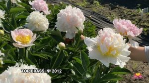 Посиделки у камина. Часть 8. Белые пионы с розовой серединкой / Сад Ворошиловой