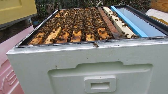 два рутовских корпуса ППУ и лист пенополистирола, для лучшего весеннего развития пчел смотреть онлайн