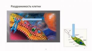 Биология. Жизнедеятельность клетки. Теория