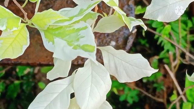 Bougainvillea Silver White смотреть онлайн
