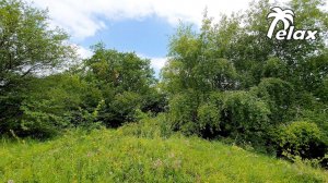 Relax among the Mountain Grasses and Trees rustling in the Wind