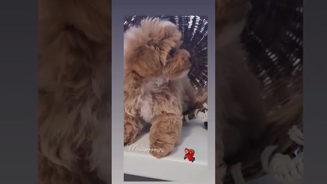 МАЛЬТИПУ🌲🎁Новогодние щенки мальтипу                   подробнее www.maltipoomini.ru