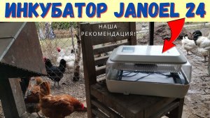 Домашний инкубатор Janoel 24 / Седьмой год в производстве цыплят