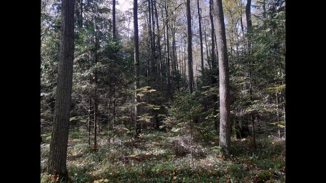 Олег Митяев. Изгиб гитары жёлтой