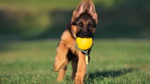 НЕМЕЦКАЯ ОВЧАРКА. Всё о породе