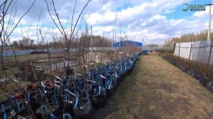 Самые урожайные сорта плодовых деревьев и ягодных кустарников. Большая распродажа в Электрогорске.