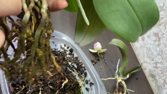 Отделение прикорневой детки и посадка в грунт кора мох смотреть онлайн
