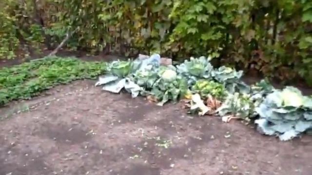 МОРКОВКА дождалась, выкапываем несмотря на погоду смотреть онлайн