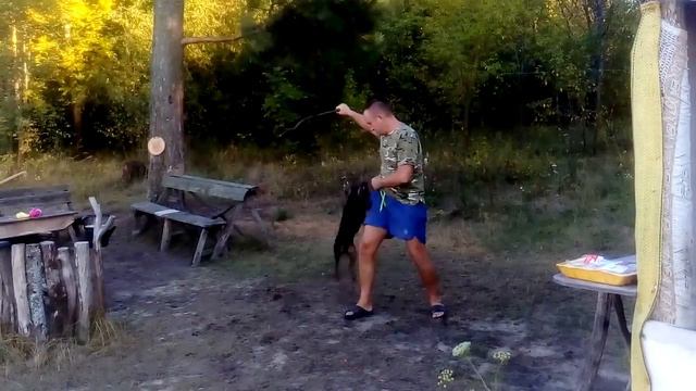 Ягдтерьер смотреть онлайн