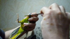 Как подрезать клюв попугаю