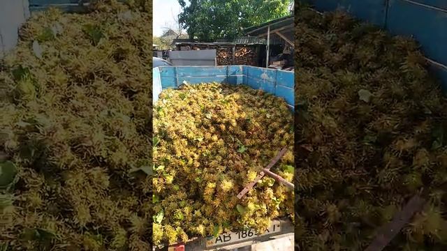 Фундук.Медвежий орех.СуперМега урожай!!!. Кавказкая лещина.Турецкая лещина.0974205968. смотреть онлайн