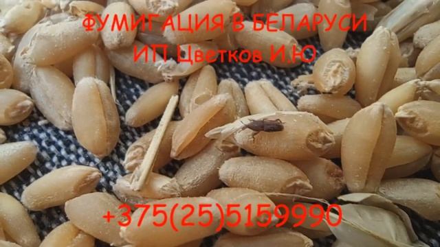 Газовая дезинсекция/фумигация/газация зерна и зернопродуктов от амбарных вредителей. Работаем по РБ