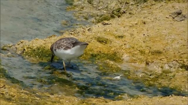Белохвостый песочник - Calidris temminckii.mp4