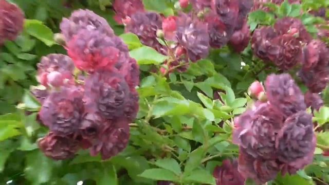 Роза плетистая Bleu Magenta в Подмосковье. смотреть онлайн