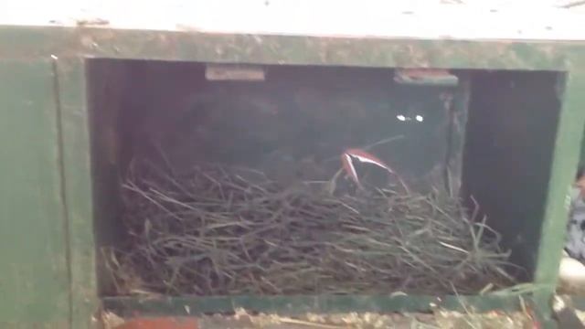 Our Chicken coop смотреть онлайн