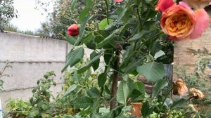 Роза Ла Вилла Кота ( Rose La Villa Kotta ) 02.10.2020 года г.Киев