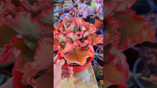 ? Echeveria "Tornado", de colores intensos y delineados bordes rojos, altamente brillantes ?