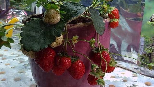 Моя клубника в горшочке. Выращиваю дома. смотреть онлайн