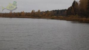 Базовые знания для ловли леща в октябре. Как на что и где ловить леща осенью в октябре?