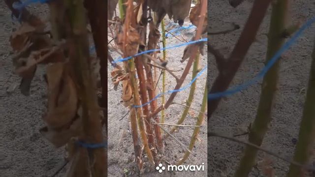 Последствия зимовки ремонтантной ежевики Чёрная Магия и Блэк Джем