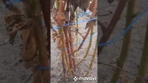 Последствия зимовки ремонтантной ежевики Чёрная Магия и Блэк Джем