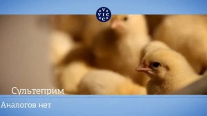 СУЛЬТЕПРИМ - антибактериальный препарат