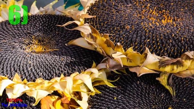 ВОТ Почему СЕМЕЧКИ Подсолнуха МОЖНО и Даже НУЖНО Употреблять КАЖДЫЙ День!!! смотреть онлайн