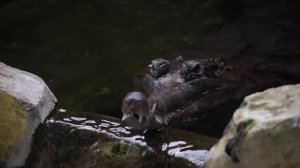 Как спит крокодил?