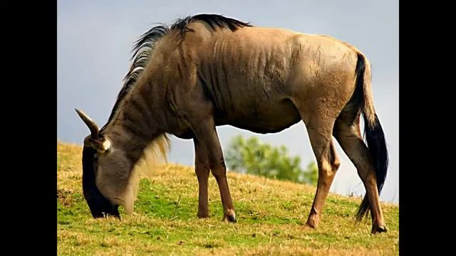 ТОП 5 самых быстрых животных смотреть онлайн