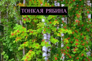 Тонкая рябина | хроматическая калимба | chromatic kalimba seeds