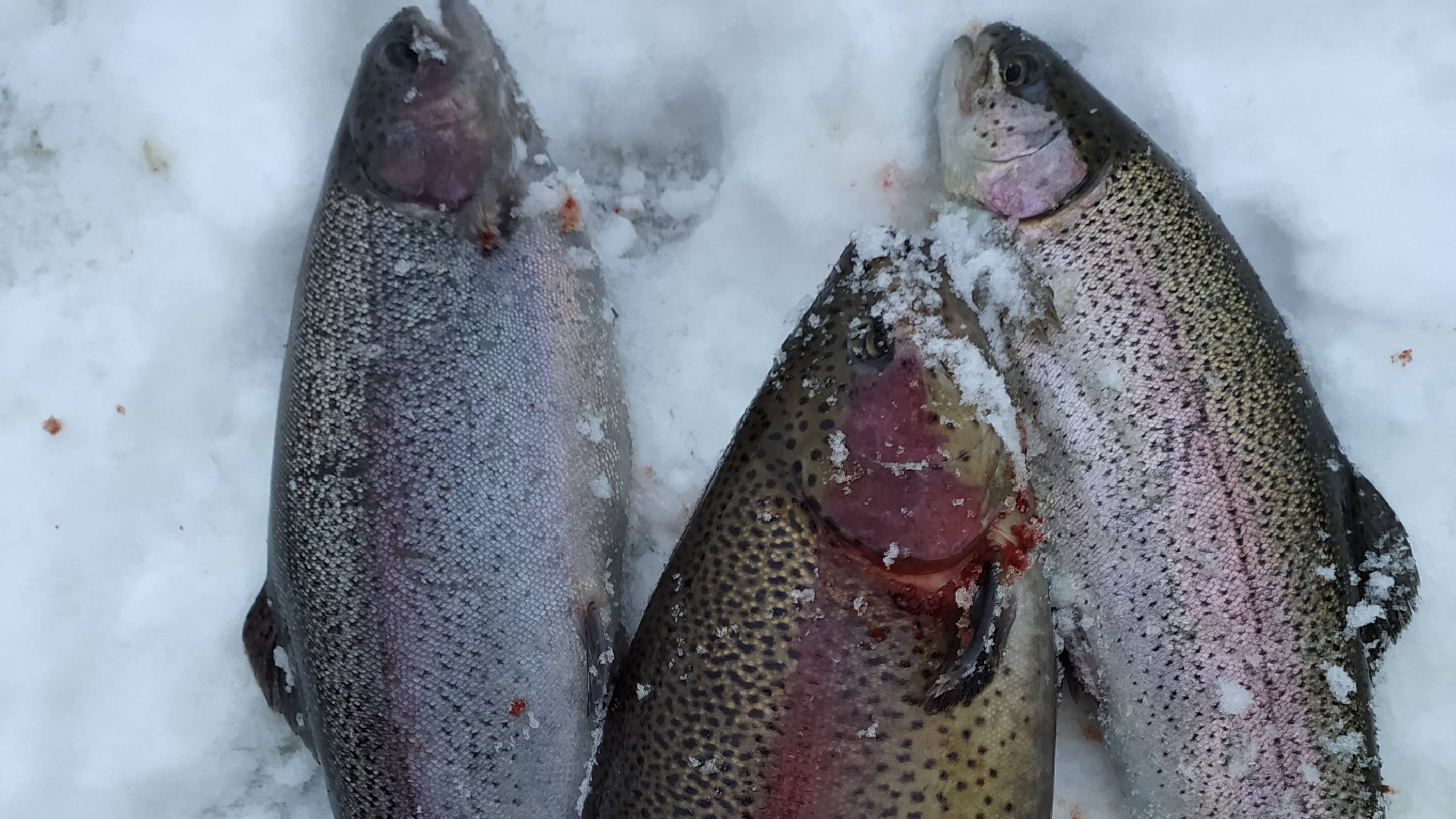 МИСАЙЛОВО TROUT, форель под занавес ноября.mp4