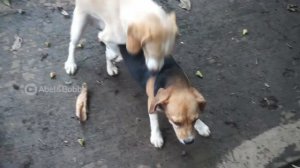 ANJING KAWIN | Abel & Bobby love story | The Beagles | mating dog