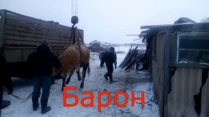 Жизнь в деревне \Орловка/Сдаём быков на мясокомбинат Барон и Атаман