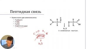 Аминокислоты. Классификация и строение